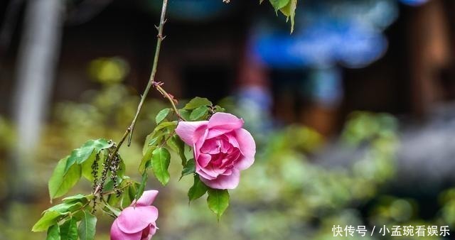 花季|丽江古城内的秘境，犹如从画卷中走出，花季时美如仙境！