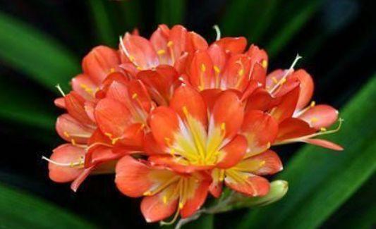 4种花是爆盆能手,开起花来“拦”不住,家里养一盆,招财又纳福