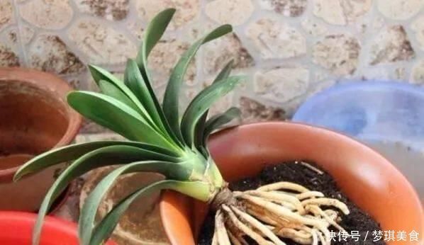 花卉换盆,4大“禁区”不要碰,否则黄叶掉花苞,换一盆死一盆