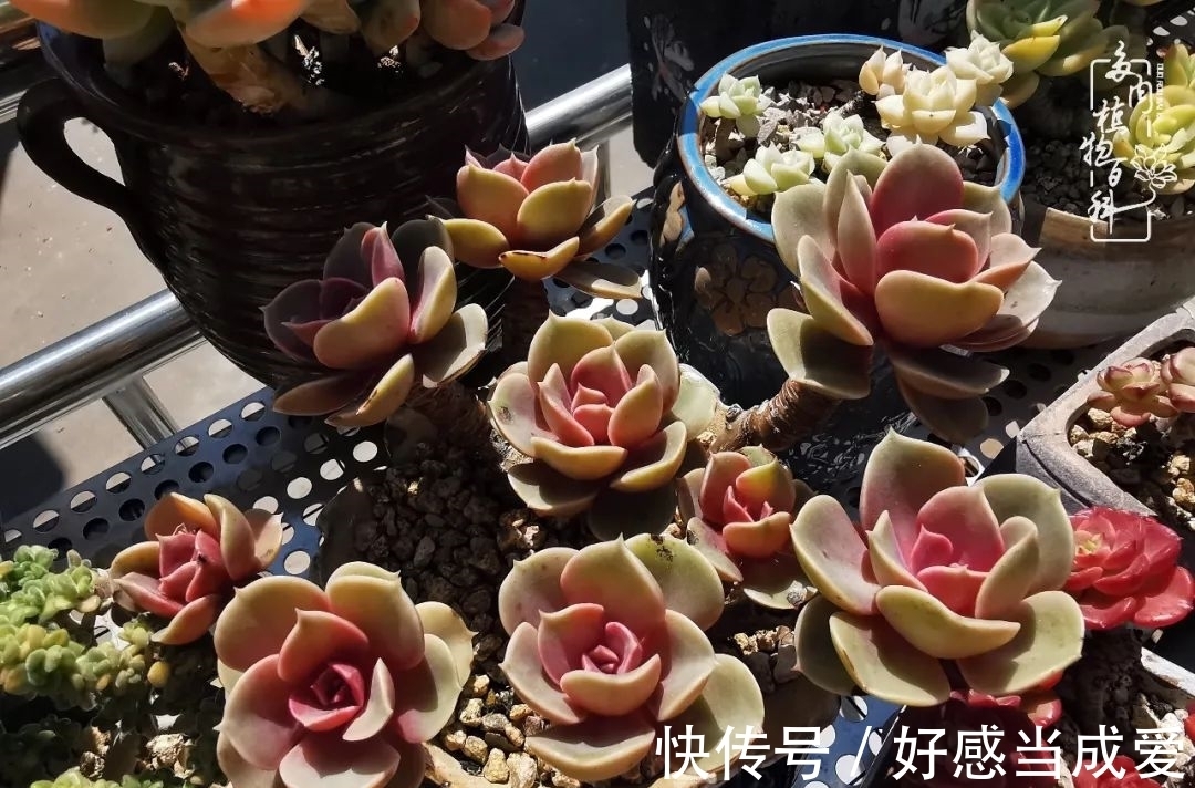 治愈之“肉”:愿所有的养肉人都被这些“胖子们”治愈