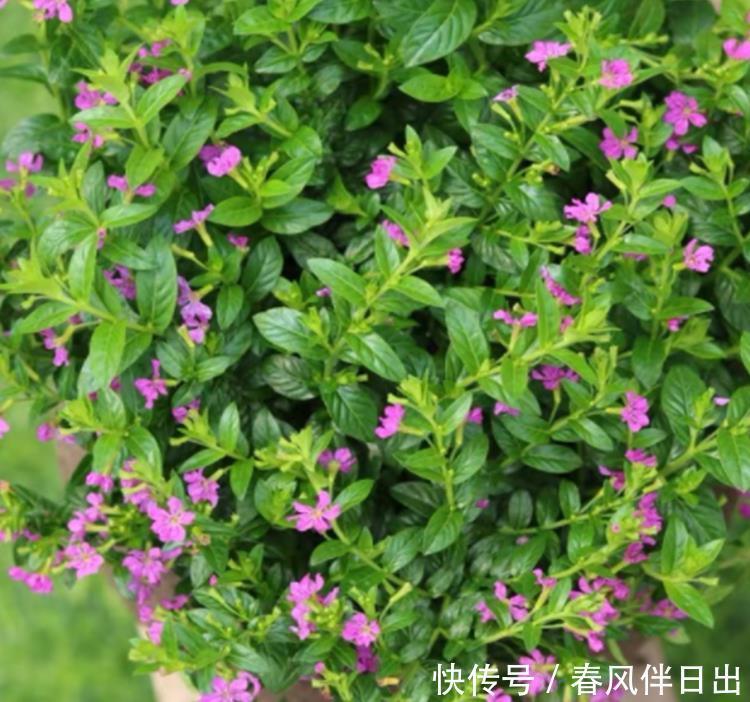 植物|夏季想养开花植物,试试它,紫色小花颜值高,病虫害少阳台也能种