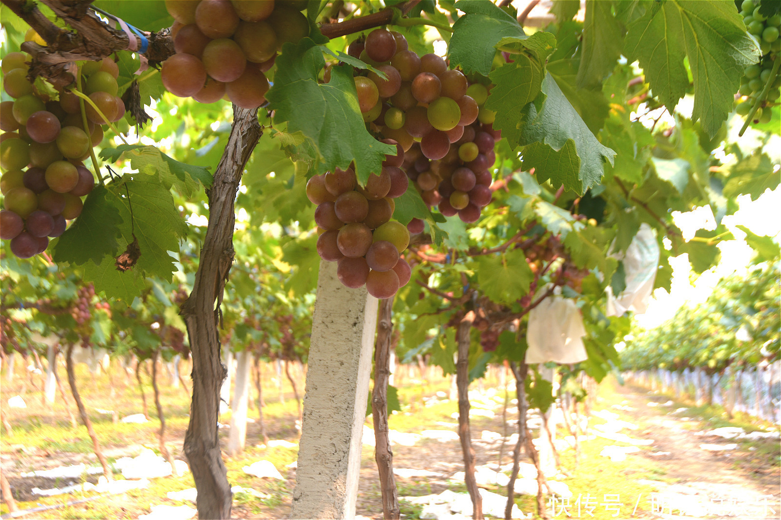 农民采取笨方法种植葡萄,产量低成本高,