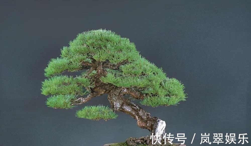 梅花|苏派盆景极具名气,这6种盆景做法精妙、极具自然之感,价值高