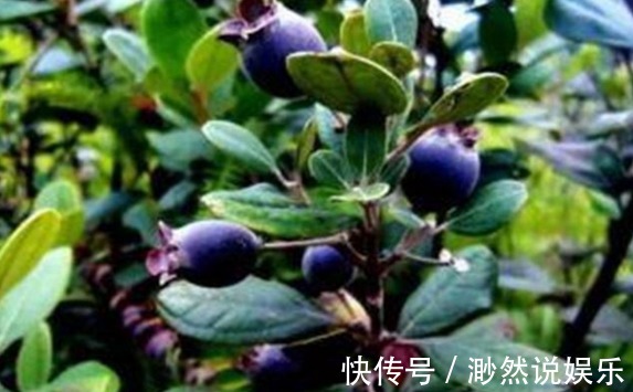 高产|助阳补阴,明目壮肾的乌饭子,农民掌握种植要点,收获高产乌饭子