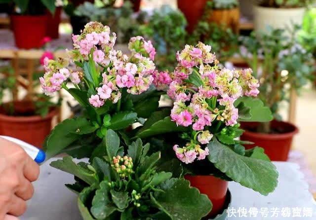 修剪|长寿花开完花,马上给它做“3件事”,很快再次孕蕾开花