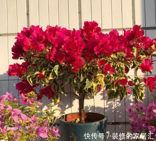 扶桑花|5种晒不死的花，一年四季都开花，不养它们别说你喜欢养花