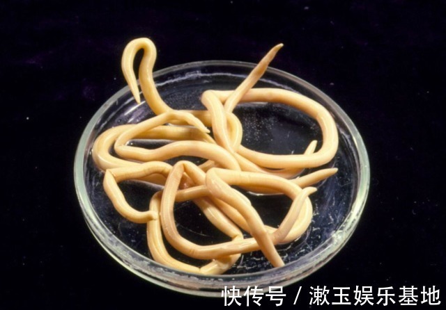 蛔虫|孩子有这6大症状,表明肚子里长了“蛔虫”,家长们要重视起来!