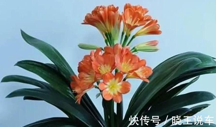 蟹爪兰|这些漂亮花不好养,你养了几种