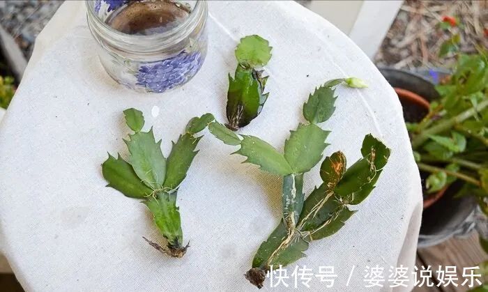 蟹爪兰简单扦插出几十盆,今后随便养,烂掉几棵也有底气