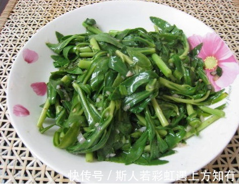 救心菜|乡下有种野菜,被称作“救心菜”“金不换”,价值很珍贵快要绝迹
