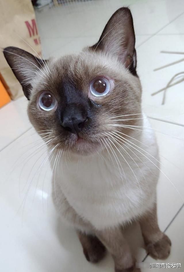 短毛布偶猫图片