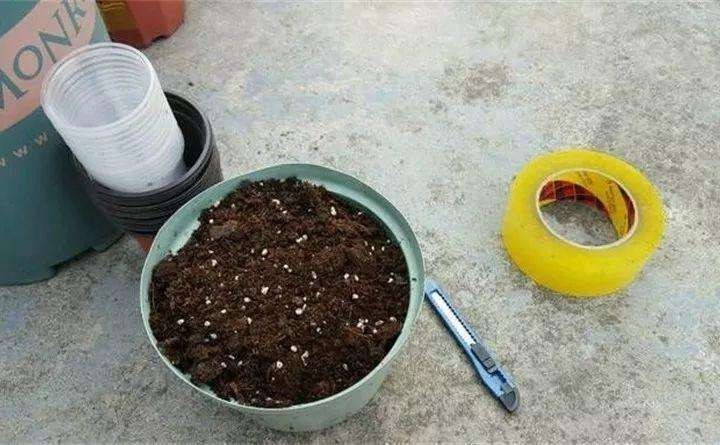 夏天多肉化成一滩水,原来烂成这鬼样子也能救,只要你手速快!