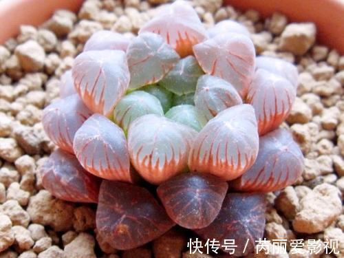 给多肉喂2种肥水，15天喝一次，叶片圆滚滚，长成肉墩子！