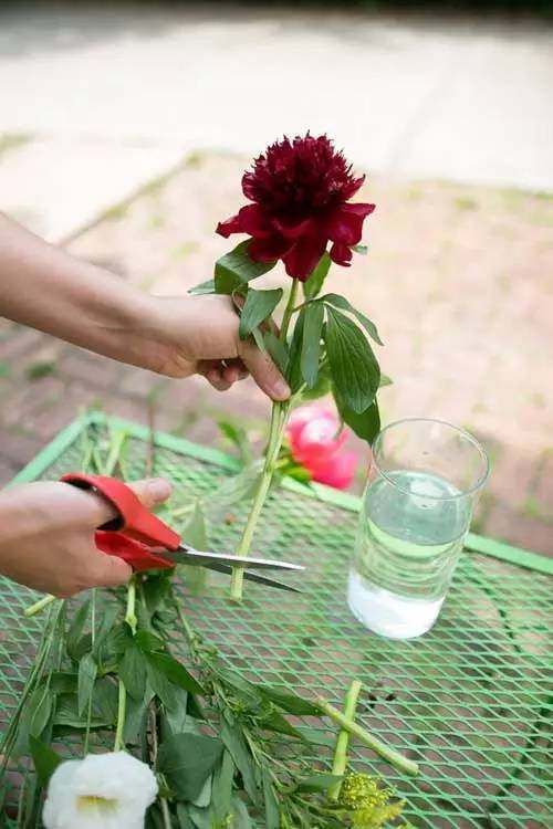 鲜花插几天就枯萎了不用花一分钱,10个小窍门让它开半个月