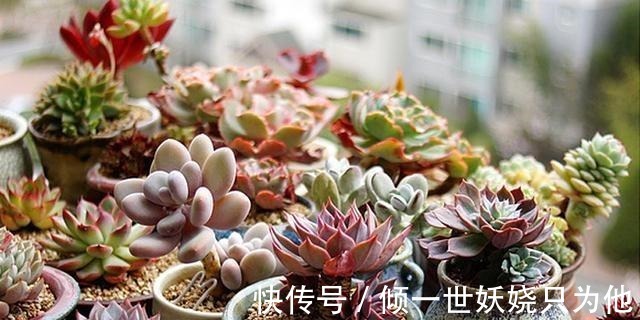 夏季多肉植物应该怎么养新手必学的专业术语，不怕多肉不爆盆！