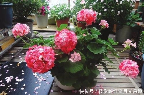 盆栽|养花就选这种,呼呼开花停不下,阳台轻松变花海,可美了!