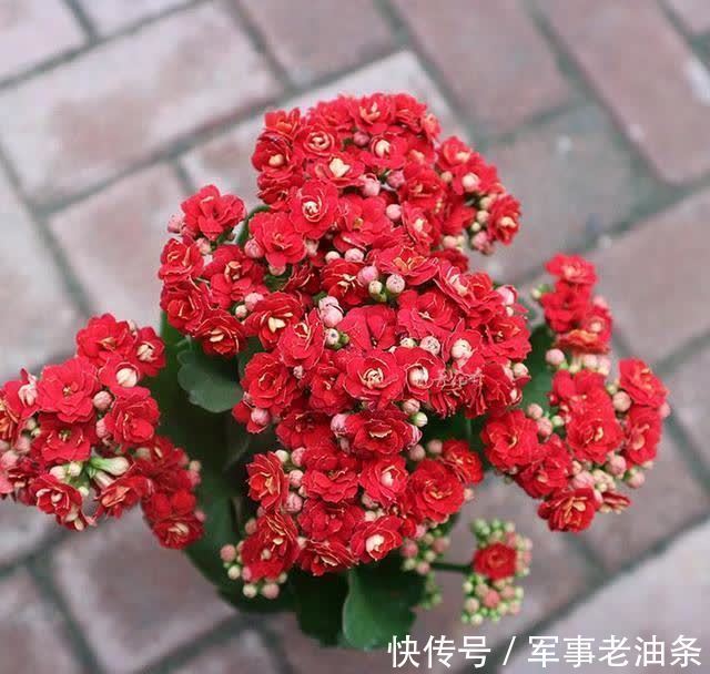 琴叶榕|6种能养人的花,越养越有“好运气”,建议养一盆