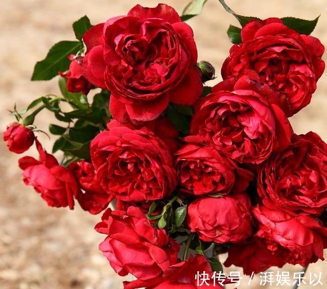 让人过目不忘的月季,花色娇艳鲜红,开花量壮观,香味浓烈
