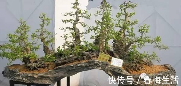 丛林式|山野丛林怎么样才能变成精致的盆景？9个步骤告诉你！