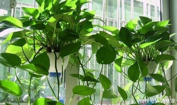 这3种盆栽超“好养”,没有阳光也爆盆,阳台的光照不好也没事