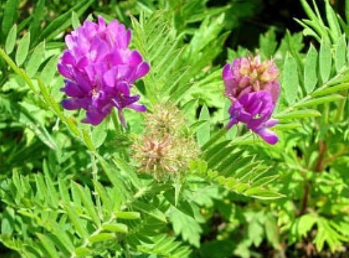 路边挖点野花,种盆里就活,浇点水就疯长,开花漂亮,人见人爱!