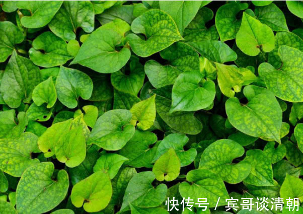 流感杆菌|农村一种叶子是“烟毒克星”,喝水加点,肺部多年老烟毒一扫而光