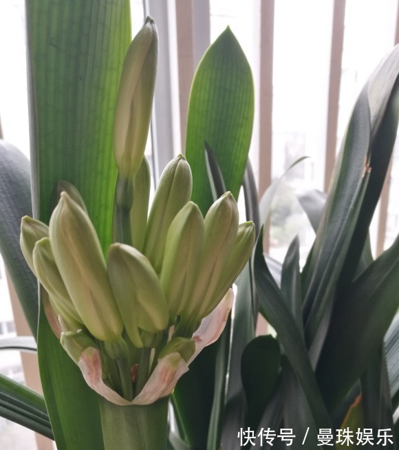 君子兰养好了,夏天也能开,撒点“小颗粒”,花瓣开的红艳艳