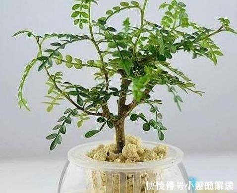 扦插|花市3种树,讨1根枝条插水里,10天冒白根,花开培养成老桩