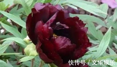 花色|喜欢养菊，不如养盆“黑色牡丹”初乌，花色黑如炭，高贵且厚重！