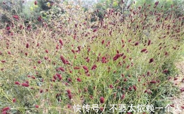 药用价值|这草能长半人高,是极品中药,但农民不识货,常当野草除掉,可惜