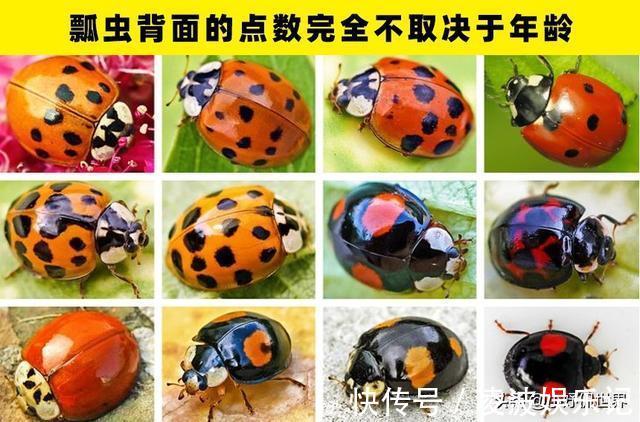 彩虹|冷知识普及:在这个世界上,所存在着的7个惊奇事实