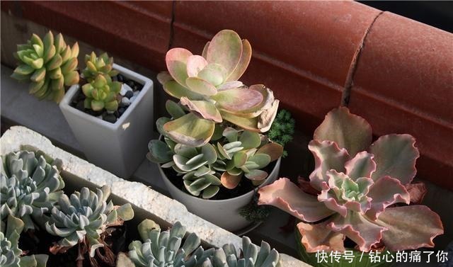 唐印，从菜到萌，从一到多！