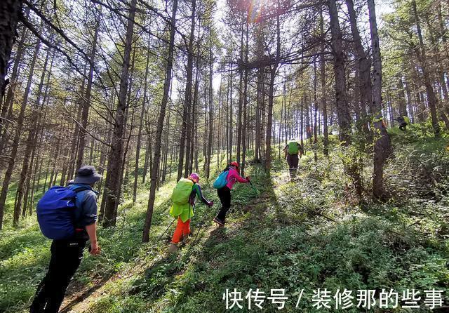 秋天到了,满地都是宝贝“松树皮”,养花有奇效