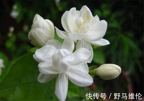 修剪|想要冬季茉莉花损耗小，养护做好这几点，来年长势快，开花多