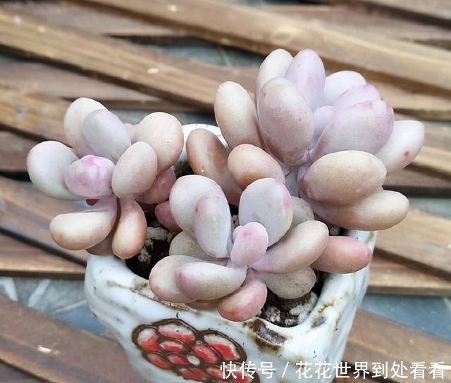 粉嘟嘟|多肉桃蛋粉嘟嘟真可爱,怎么养得胖乎乎,分享3个爆盆妙招