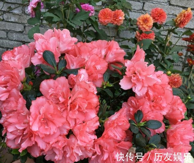 盆栽|室外养杜鹃花,注意5个“细节”,枝繁叶茂,开花满枝,长成老桩