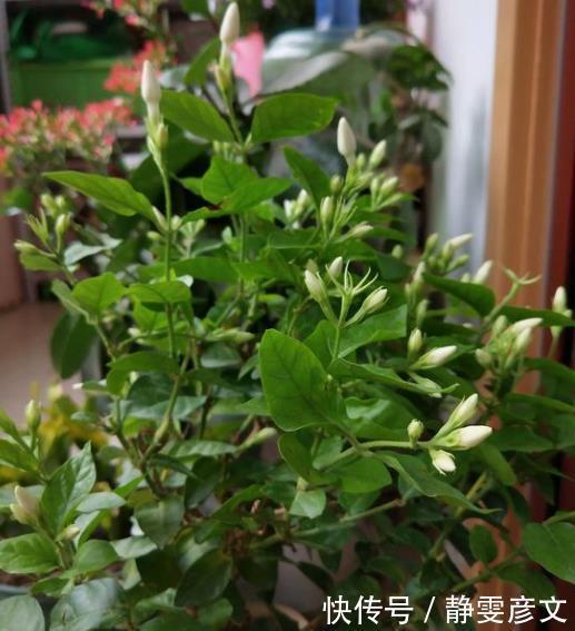枝条|茉莉花叶片干枯脱落,先别扔,学会1步操作,起死回生冒满新芽
