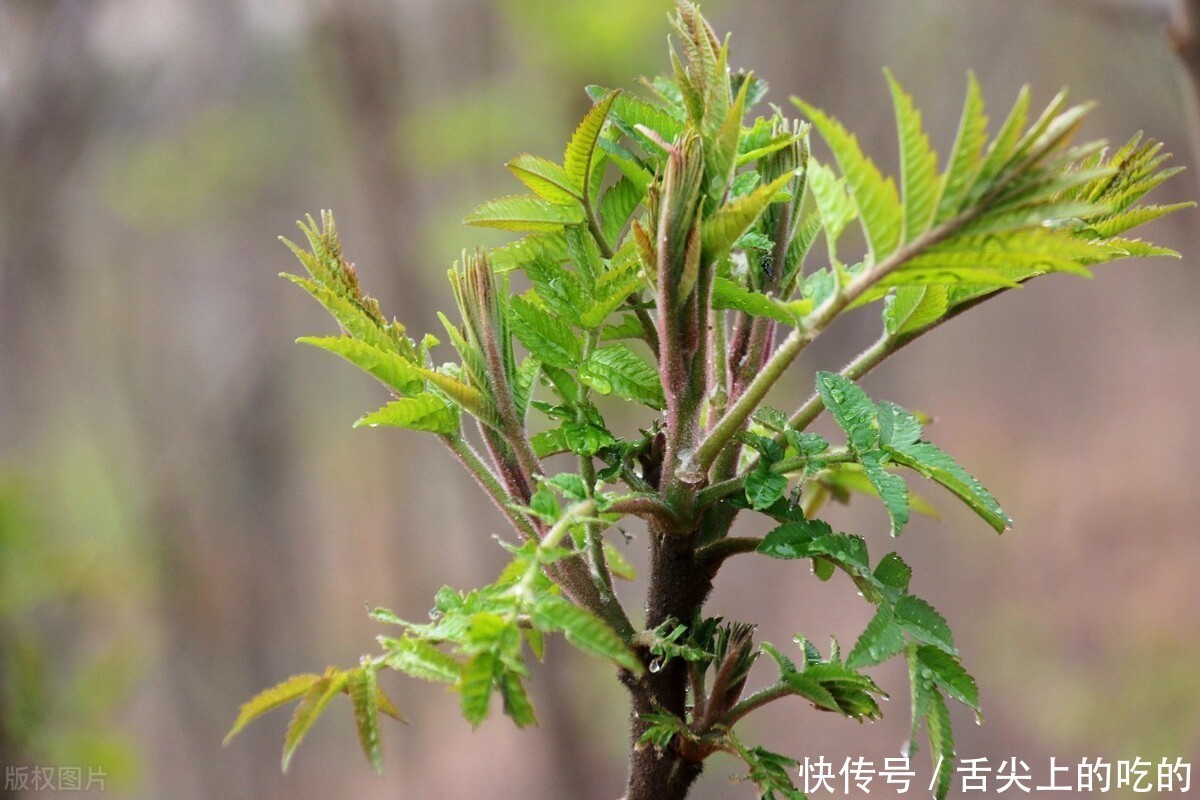 腌制香椿时，不要只会加食盐，教你正确方法，好吃入味久放不坏