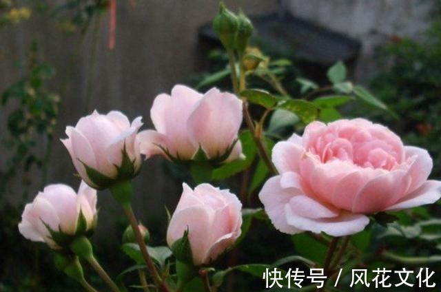 切花|月季辛迪雷拉,花朵非常大而仙,非常漂亮的粉色切花月季