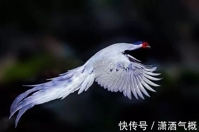 白鹇|白鹇鸡!太美了!