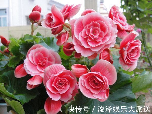 这几款花卉,养在家里,越冷开的越灿烂,四季繁花似锦,幽香四溢