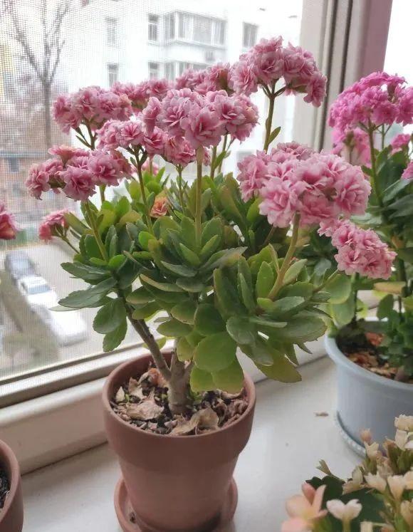 花色|长寿花开败后，找对“位置”猛剪一刀，第二次开花更旺盛！