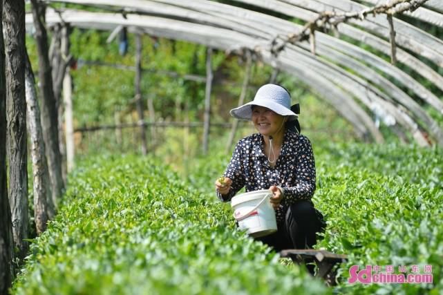 飘香|泰安：泰山脚下 茶果飘香