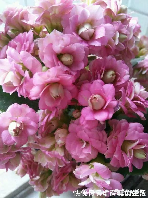 养花|老花匠:扔4种“东西”,就是扔钱,比花肥还好用,不花钱!