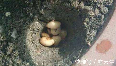 花卉|它是“天然氮肥”,家家都有,养花埋盆里,营养有价值,养啥旺啥