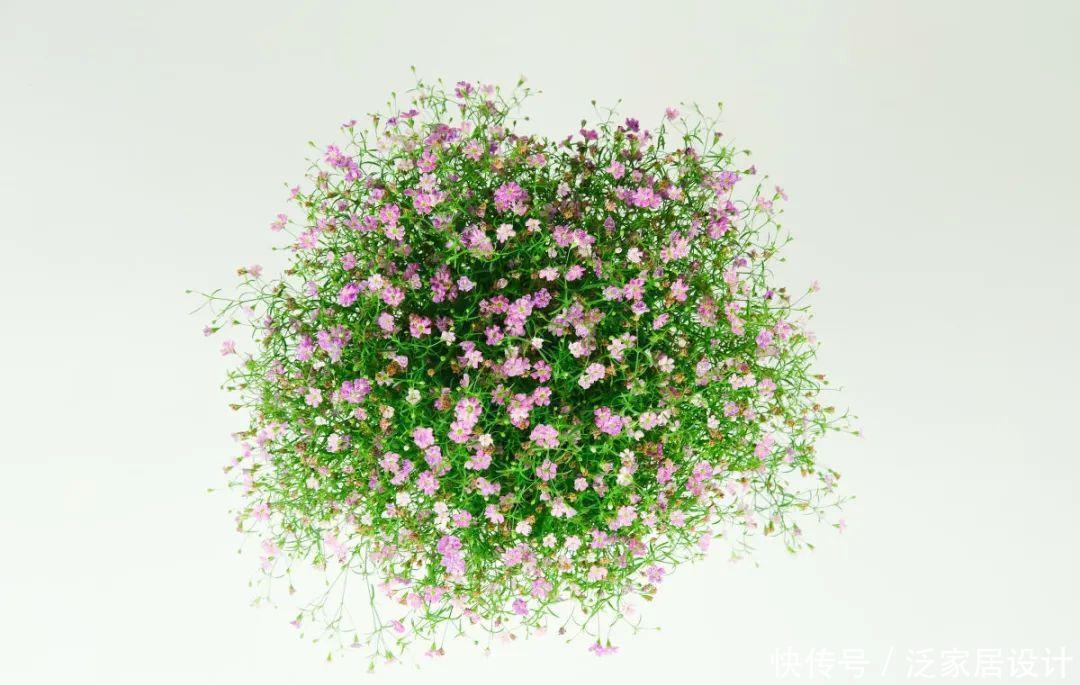 养花技巧:冬天最娇气的9种花,不要随便买,养不活浪费钱