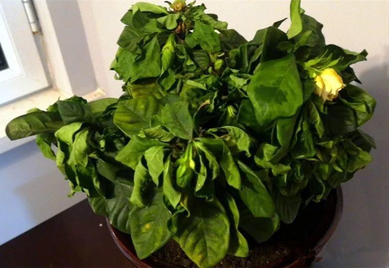 竹芋|11月，千万别买这种花，养不活惹一肚子气