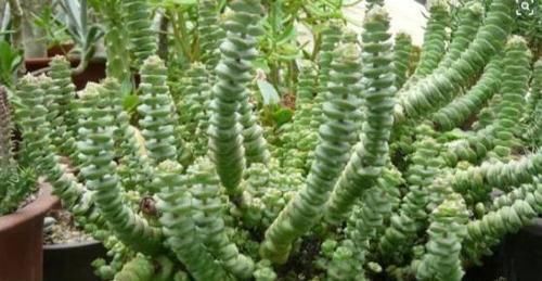 养多肉植物钱串景天，注重4个地方，叶肥芽多，轻松爆盆！