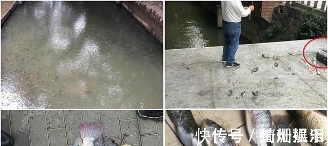 河道|实拍广州城中村河道,野生鱼成灾,有人一天钓几十斤,却踩死丢弃