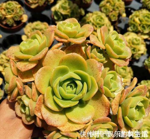 蓝豆蓝豆|公认香味浓郁的4款多肉植物,你若一盆没养过,那就太可惜了!